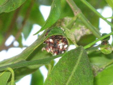 Chi infesta il mio mandarino? Oxycarenus lavaterae (Sicilia)